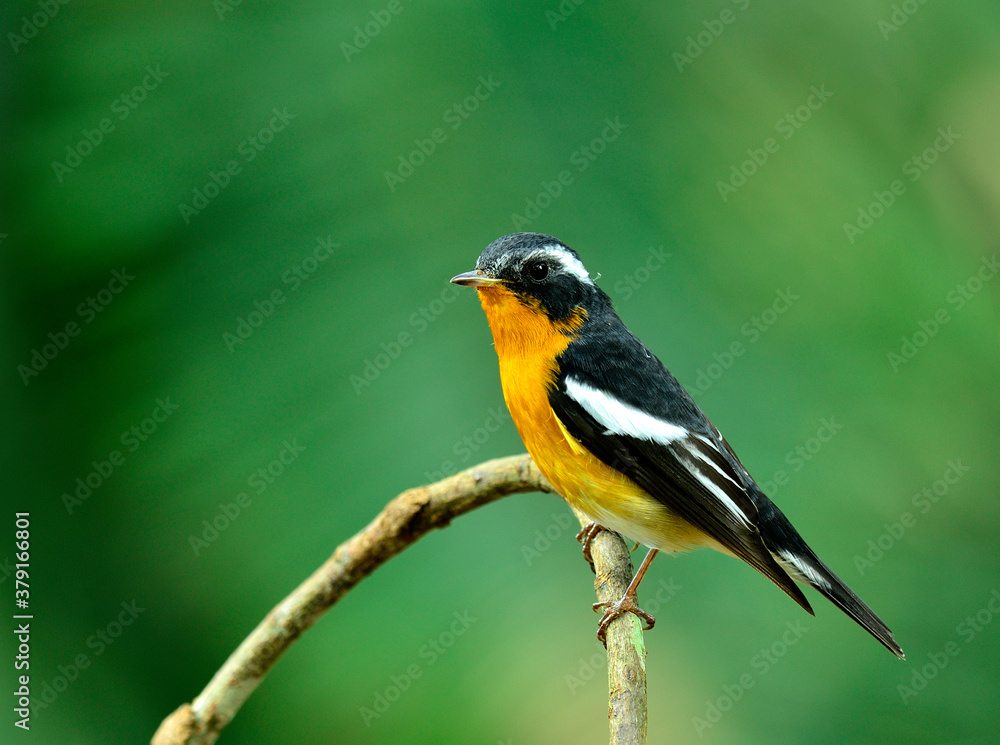 Mugimaki Flycatcher yellow belly bird (Ficedula mugimaki) with beautiful green background