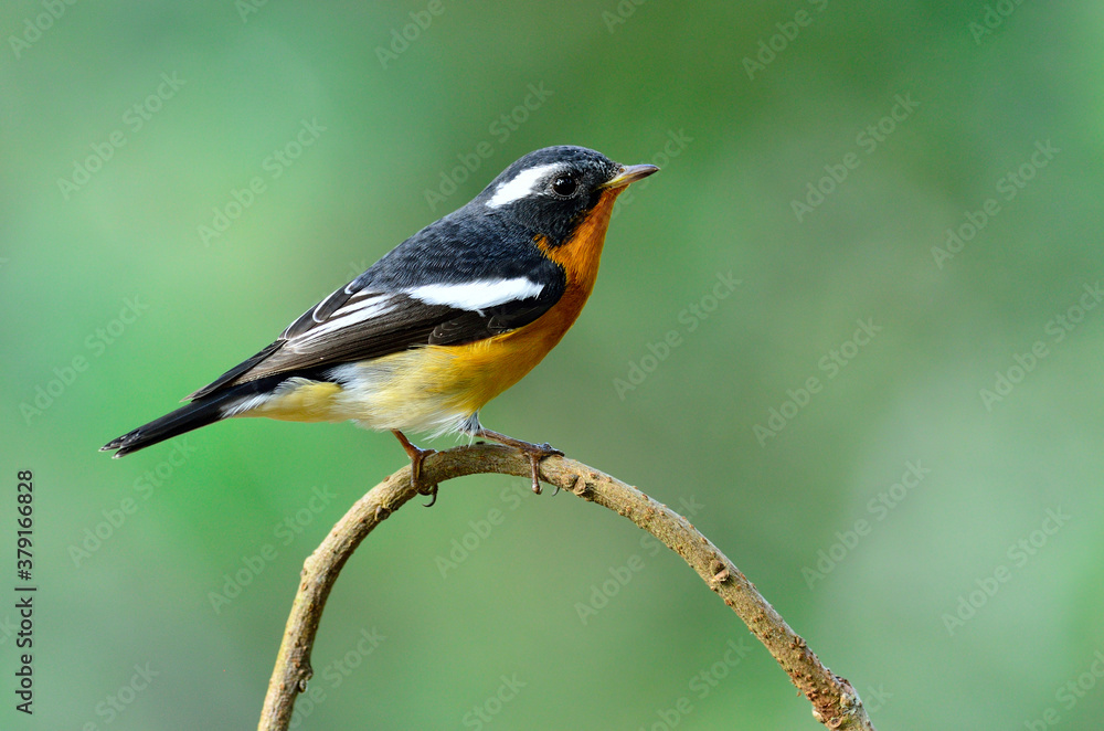 Cute Mugimaki Flycatcher on the branch with very details, bird