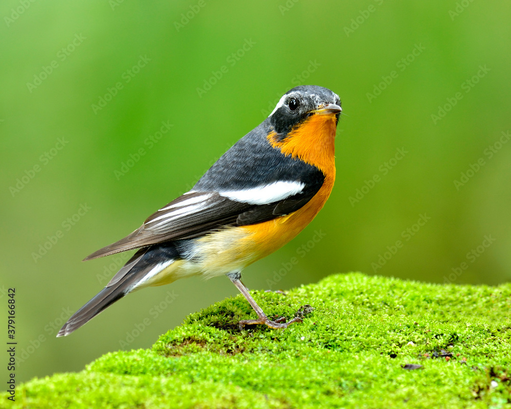 Mugimaki Flycatcher, nice orange bird (Ficedula mugimaki) standing on mossy rock with blue green bac