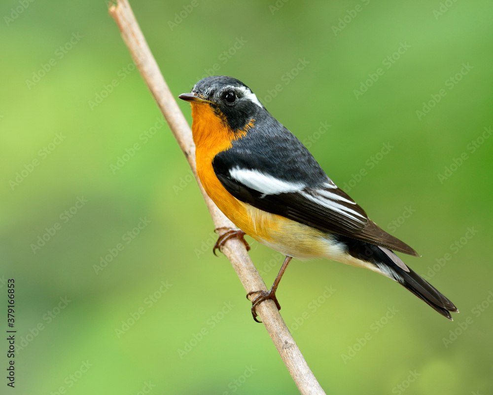 Mugimaki Flycatcher, yellow belly bird (Ficedula mugimaki) perching on branch witn clear green backg