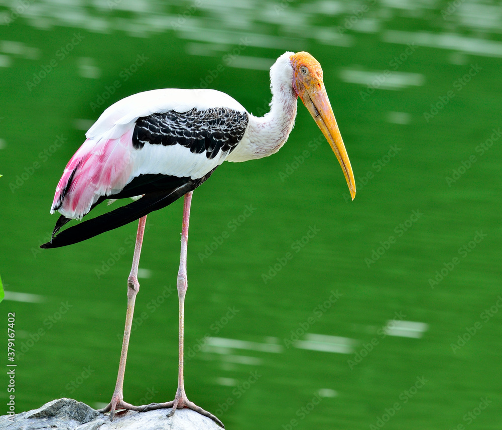 Painted Stork, Mycteria leucocephala, yellow bills pose in the far green background, bird