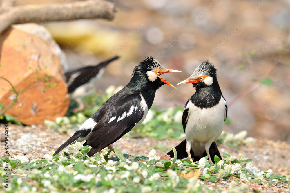 Asian Pied Starling