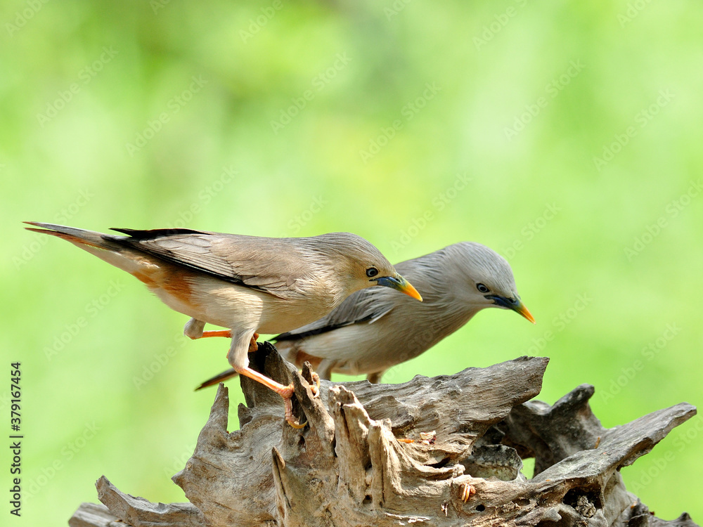 一对栗尾Starling birds（Sturnus malabaricus）