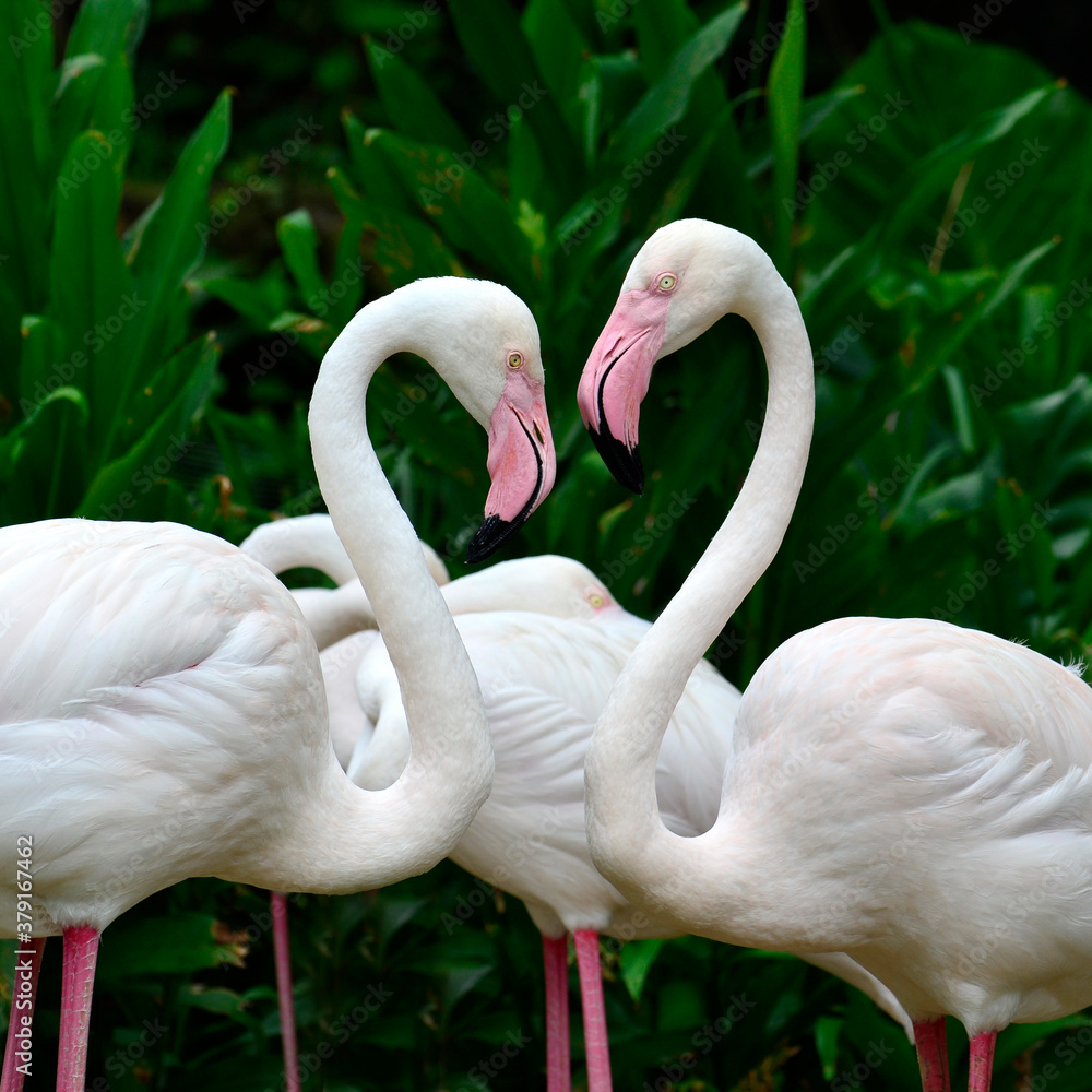 Pair of Flamingo (Phoenicopterus roseus) making sweet valientine heart