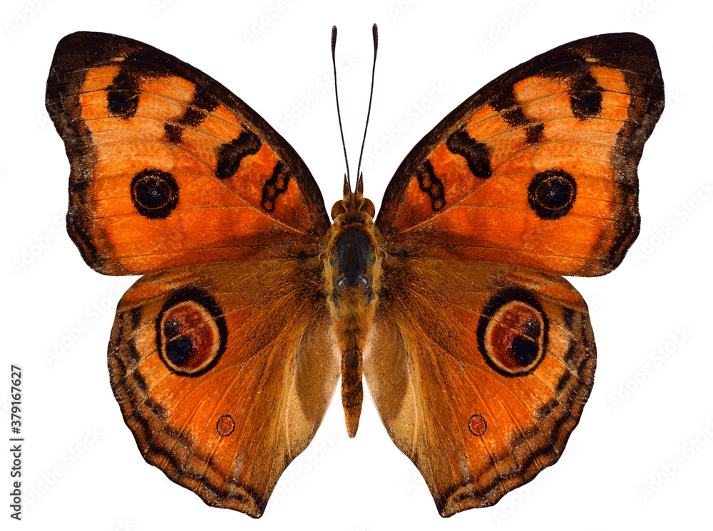 Peacock Pansy Butterfly upper wing in natural color profile