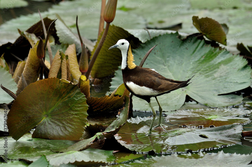 Pheasant-tailed Jacana standing on lotus leaf in swamp pond