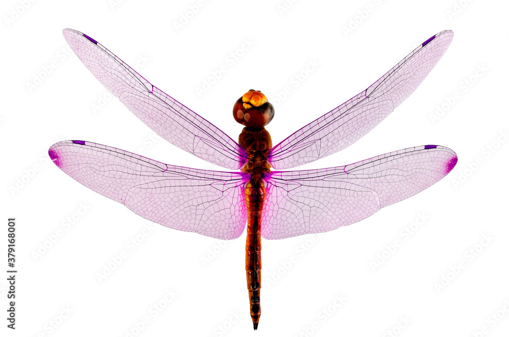 Pink wings Dragonfly isolated on whit background