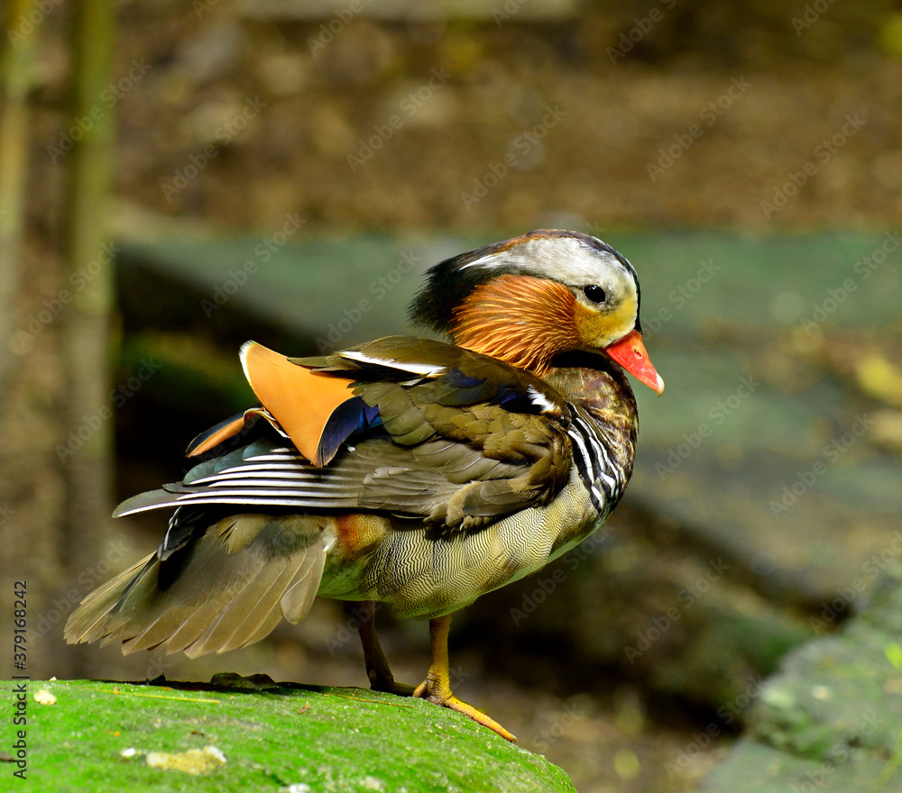 Puffy of Colorful Male Mandarin Duck (Aix galericulata)