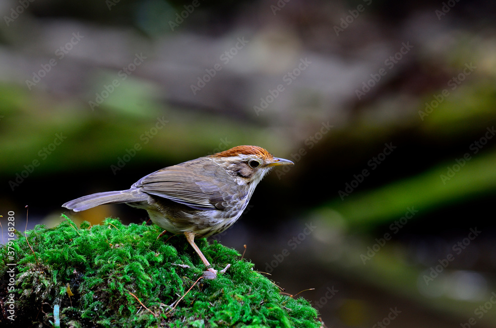 Puff-throated Babbler