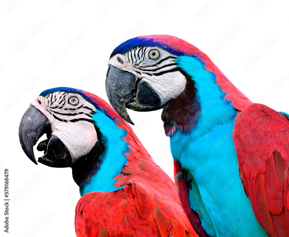 Red Macaw birds isolated on white background