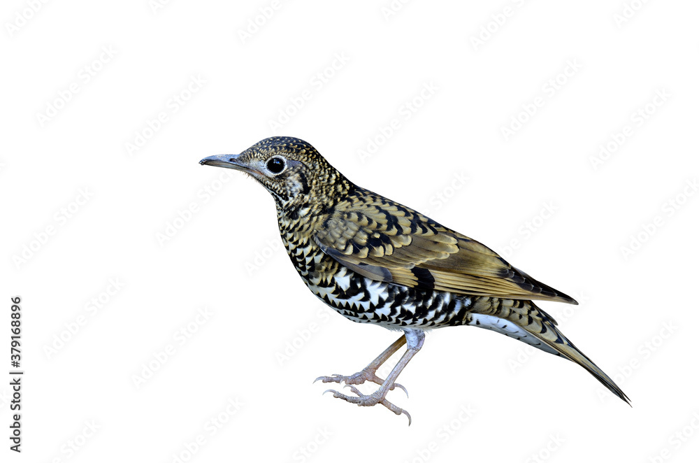 White thrush, beautiful camouflage bird on a white background