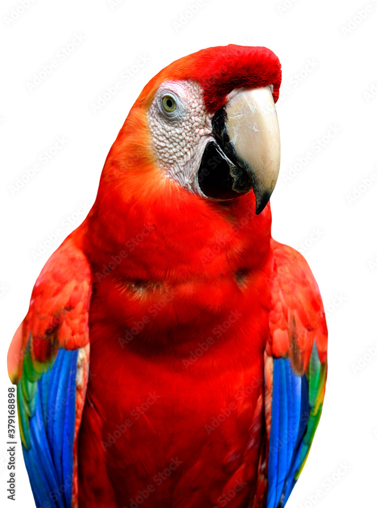 Scarlet Macaw bird isolated on white background, red parrot bird