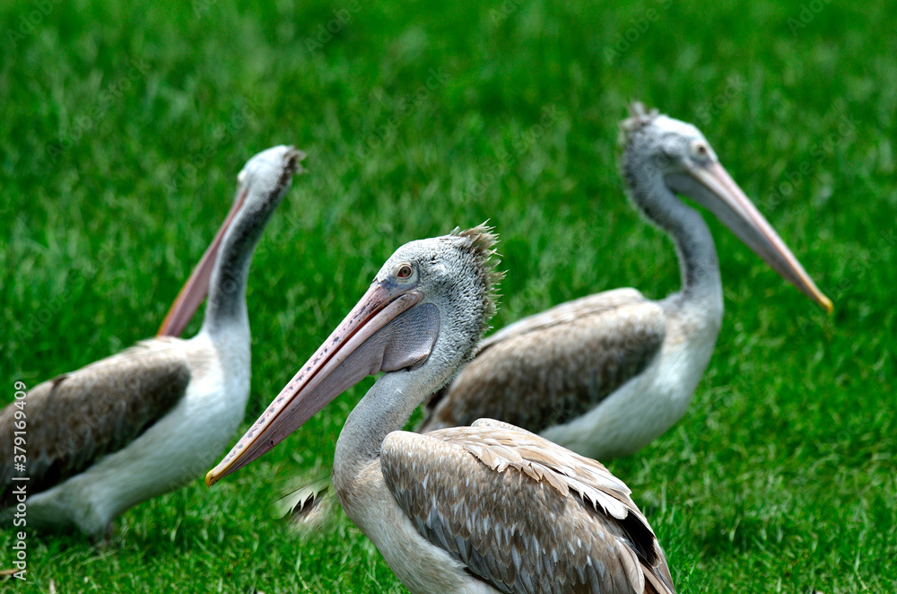 Spot-billed pelican stay close to each other on the green grass