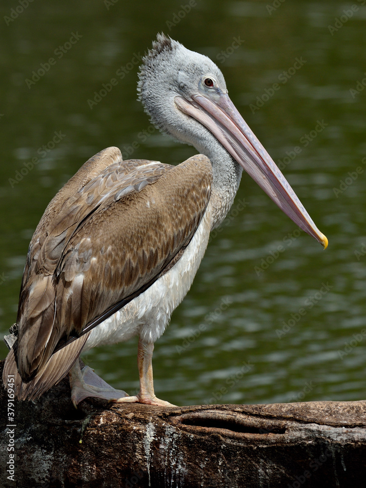 斑嘴鹈鹕，菲律宾pelecanus philippensis，鸟类