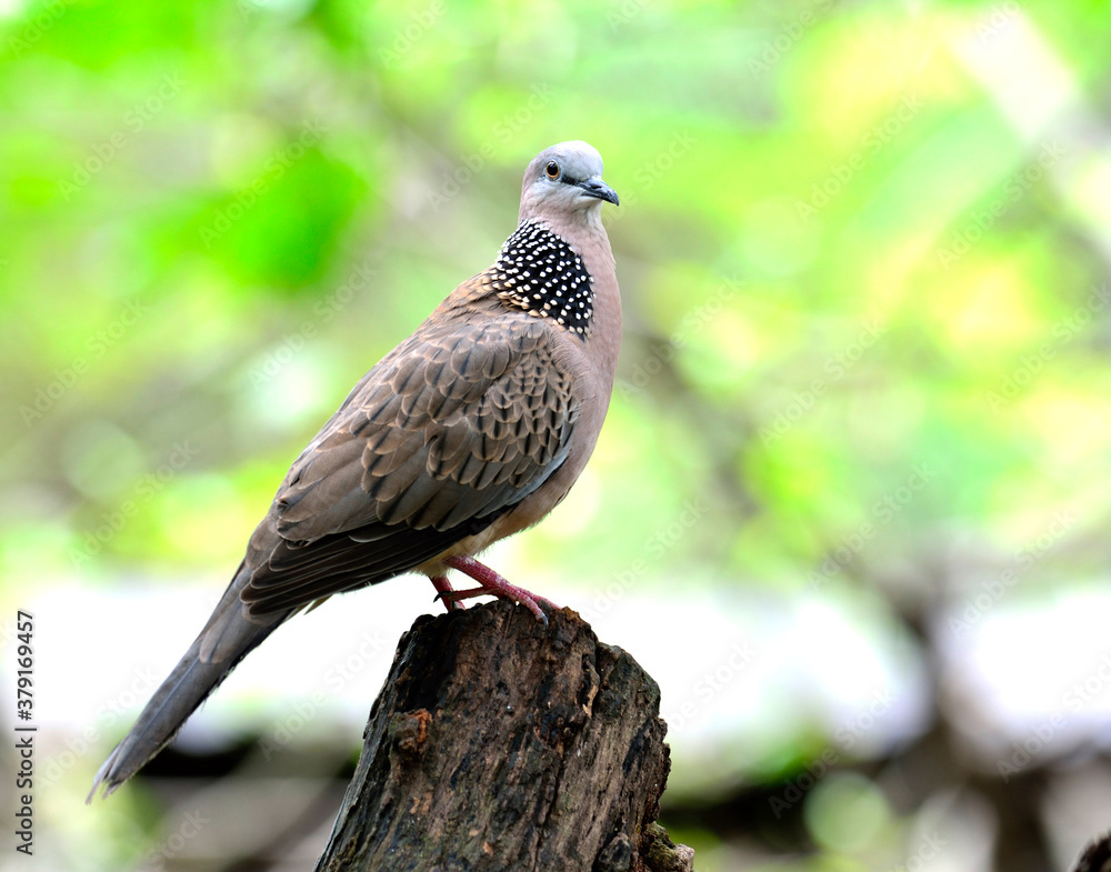 Spotted Dove (Streptopelia chinensis) standing on top of the branch with nice green background