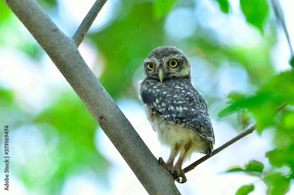 Spotted Owlet