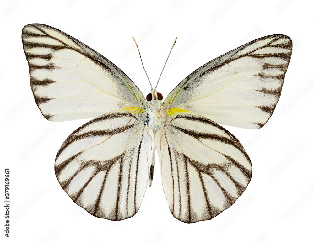 Striped Albatross butterfly (appais olferna swinhow) lower wing profile isolated on white background