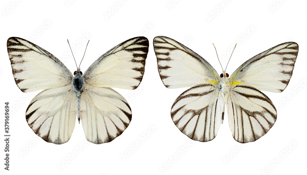 Striped Albatross butterfly (appais olferna swinhow) both upper and lower wing profile isolated on w