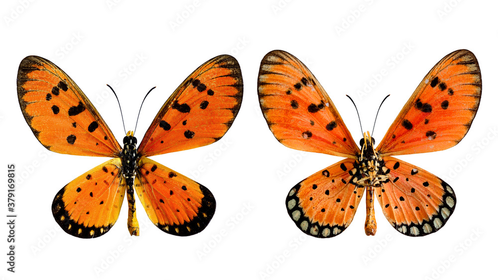 Towny coster (Acraea violae) both upper and lower wings profile in natural color isolated on white b