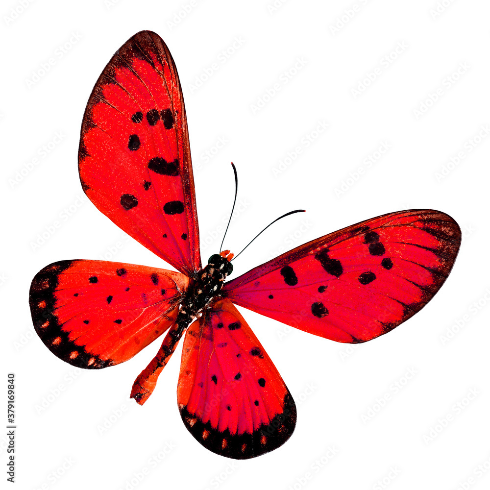 Towny coster (Acraea violae) upper wings profile in red color isolated on white background