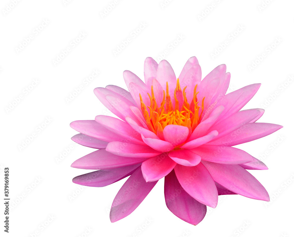 Beautiful Pink Lotus Flower isolated on white background