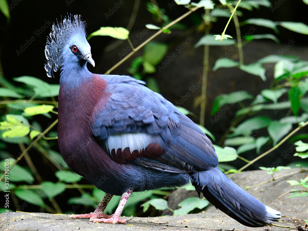 Victoria Crowned bird, Goura victoria, standing with full body details