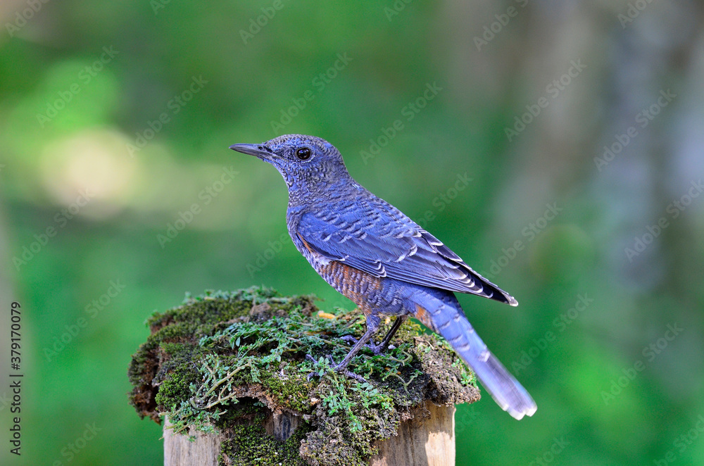 Blue Rockthrush