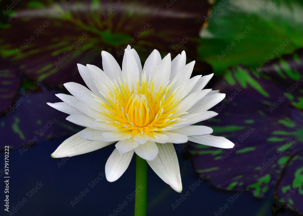 White and Yellow Lotus Flower or Waterlily on green blur background