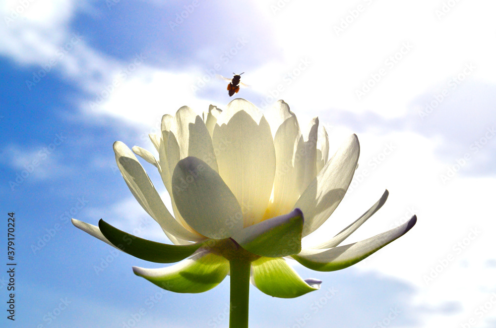 White Lotus Flower or Water Lily exposes on sun ray with bee flying above