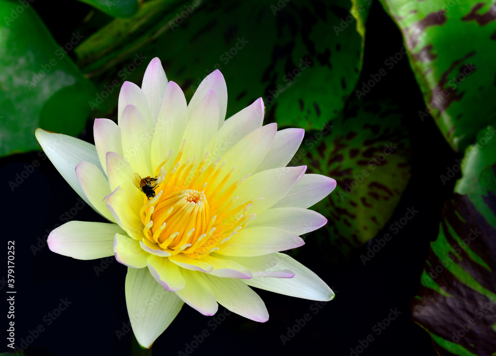 蜜蜂采花粉的白莲花或睡莲