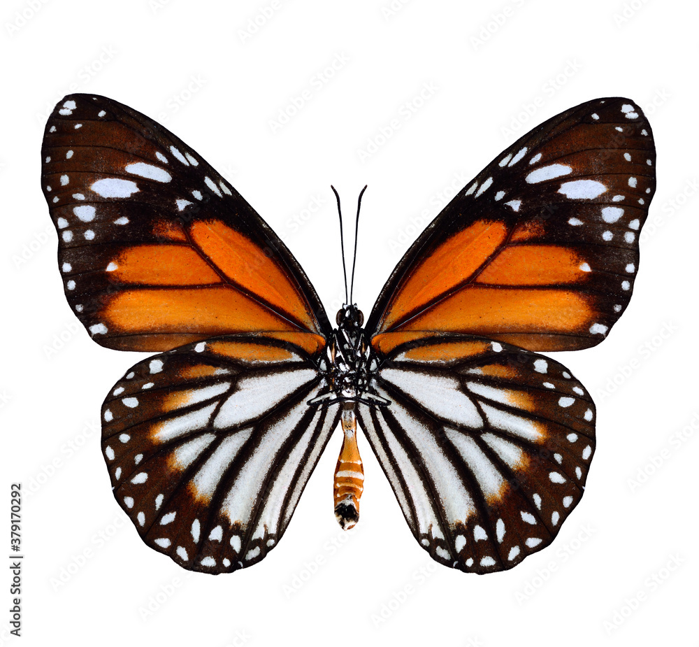 White Tiger Butterfly Lower wing profile in natural color isolated on white background