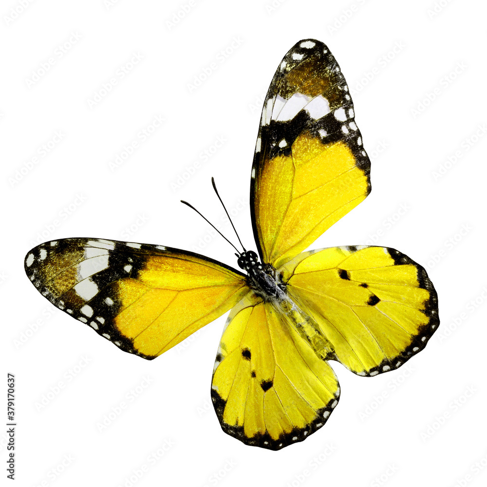 Yellow Butterfly, Plain Tiger Butterfly, upper wings profile in color transparency isolated on white