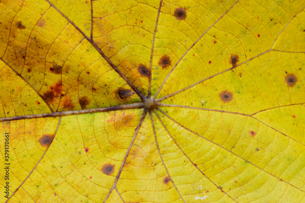 Yellow leaf with great texture and pattern