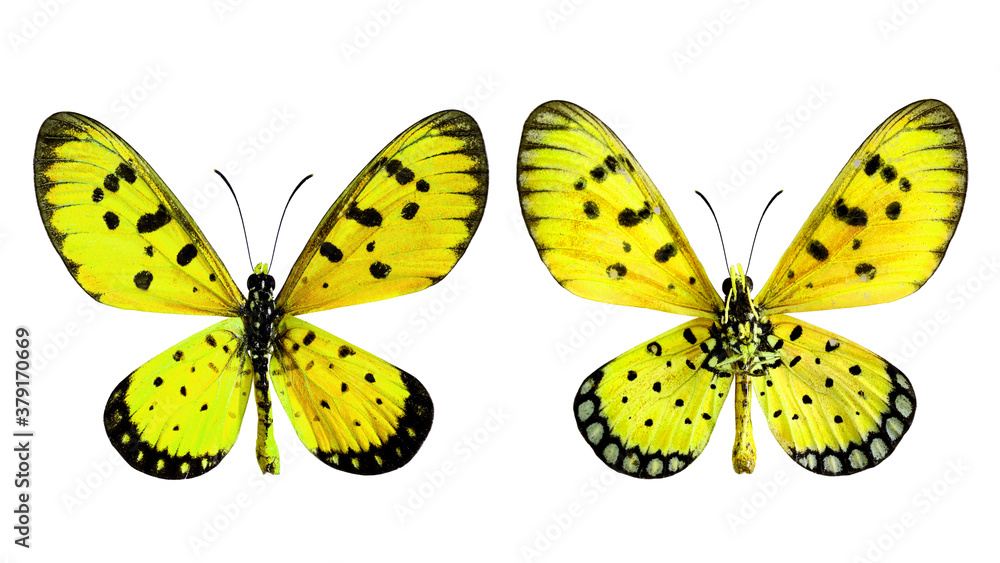 Yellow Butterfly, Towny coster (Acraea violae) upper and lower wings profile in transparency color i