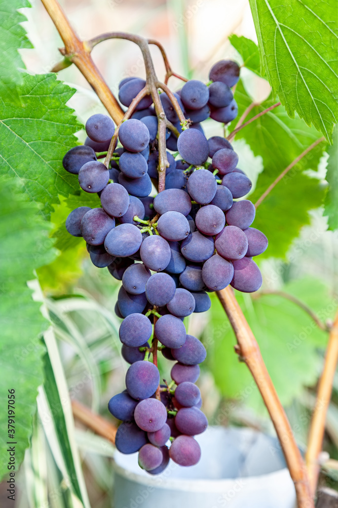 Red grape fruits in vineyards