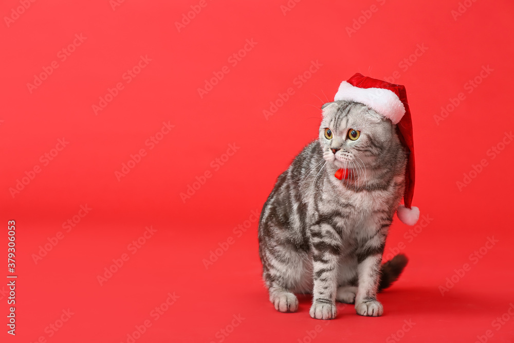 Cute funny cat in Santa hat  on color background