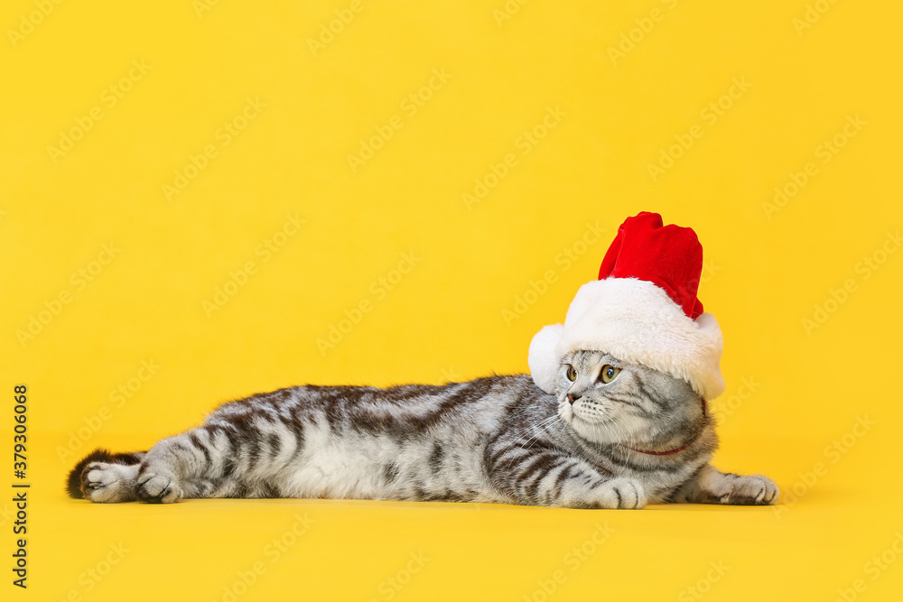 Cute funny cat in Santa hat  on color background