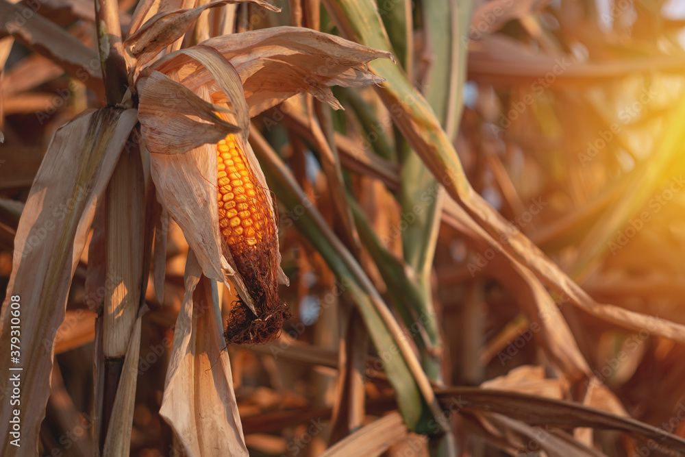 Corn on a cornfield in the evening at sunset