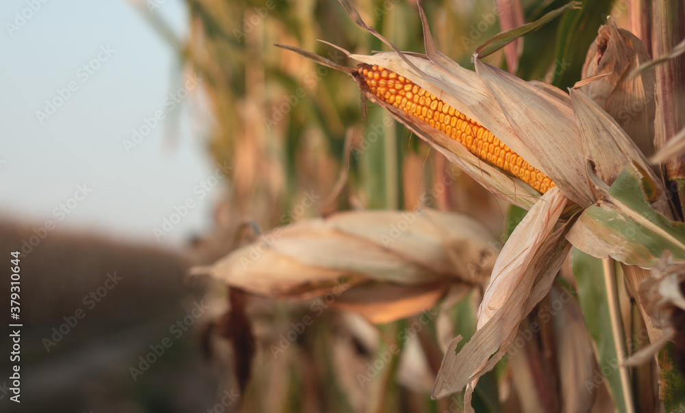 Corn on a cornfield in the evening at sunset