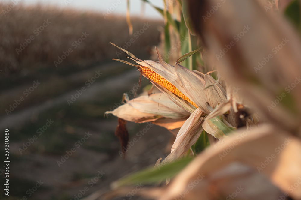 Corn on a cornfield in the evening at sunset