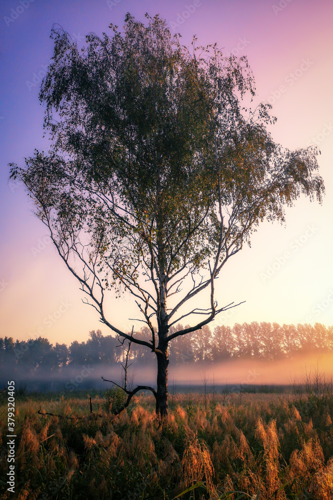 Late Summer Birch Tree