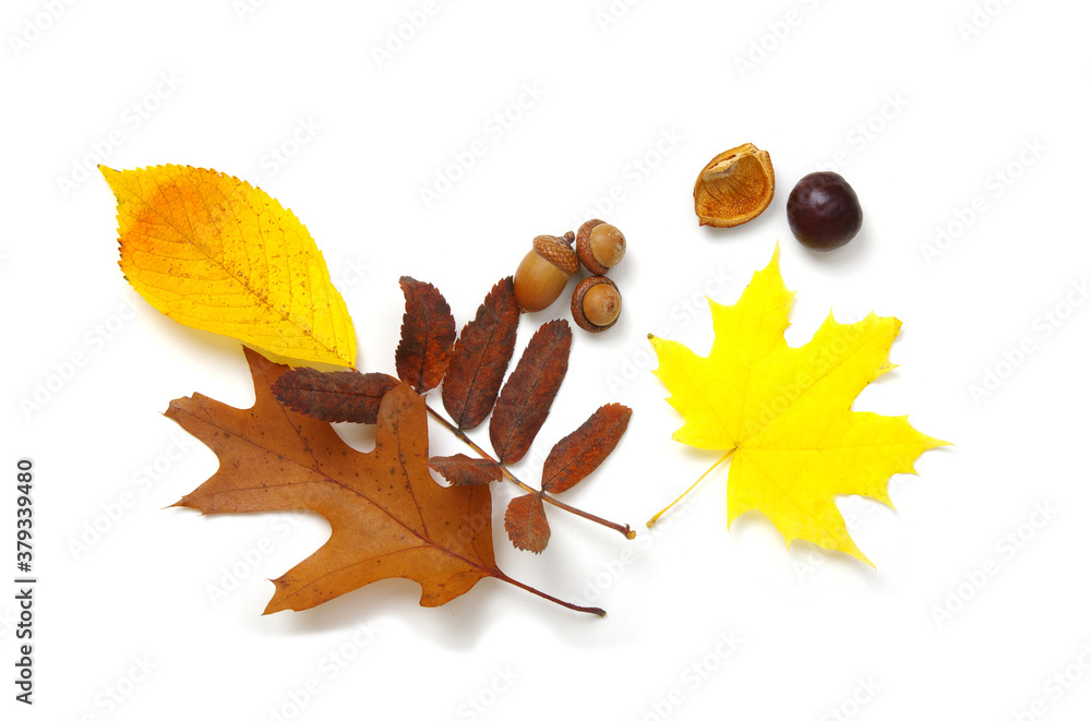 Autumn composition. Colorful leaves isolated on white