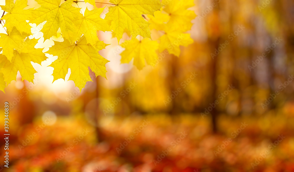 autumn background with maple leaves