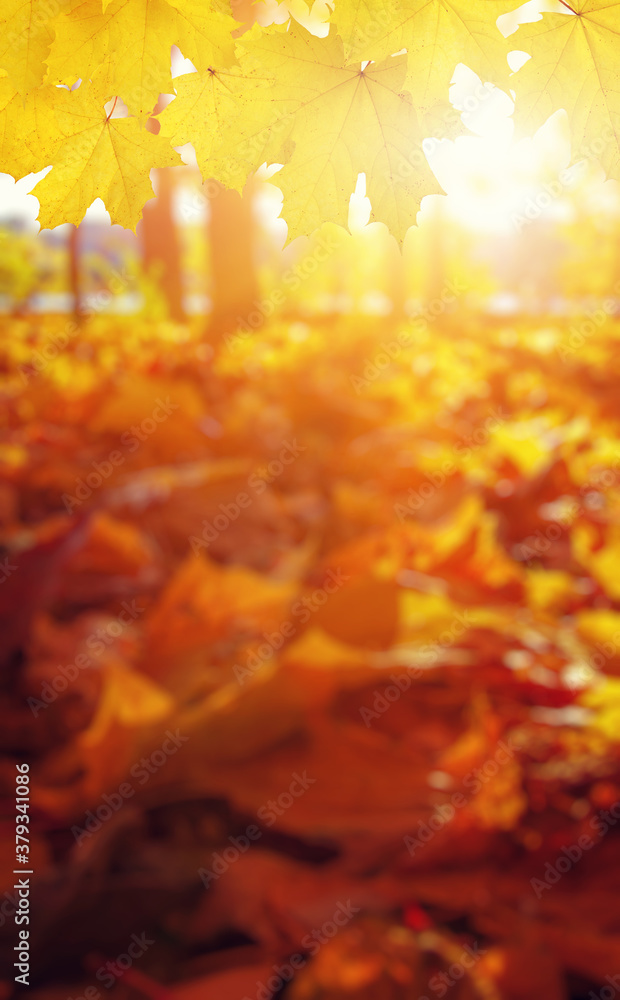  Autumn leaves on the sun and trees