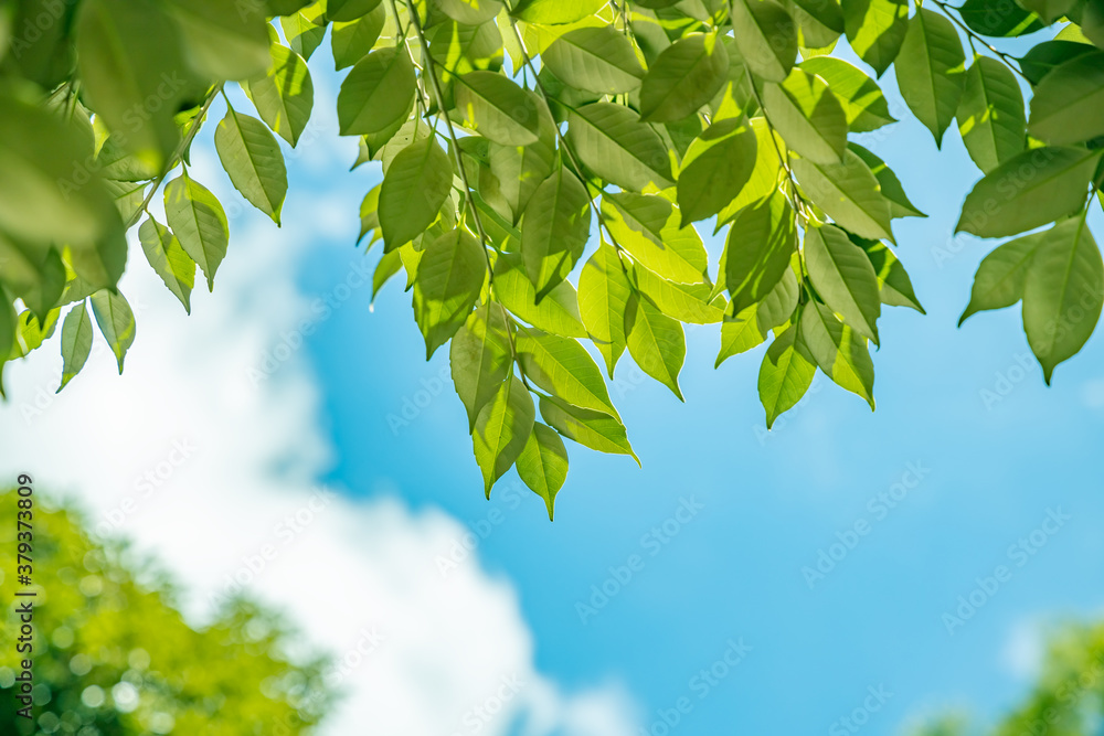 太陽の光が当たる新緑の木