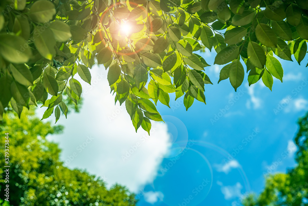 太陽の光が当たる新緑の木