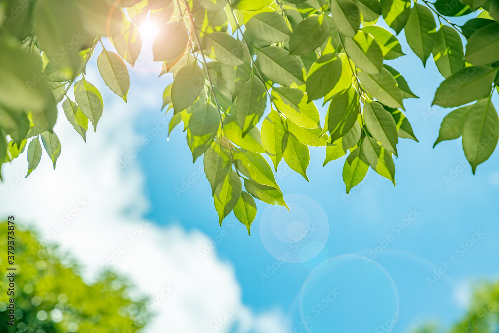 太陽の光が当たる新緑の木