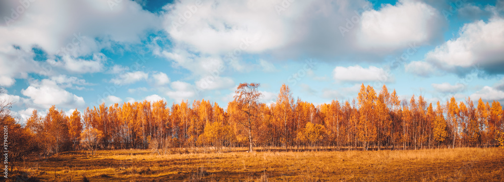 trees on the field in autumn on beautiful sunny day