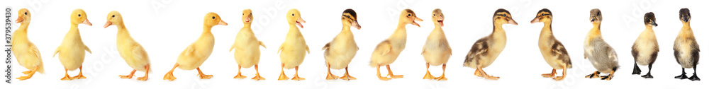 Cute ducklings on white background