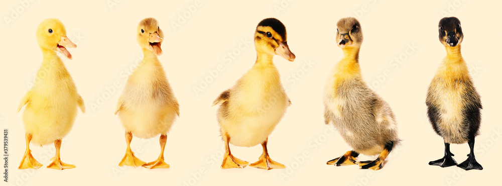 Cute ducklings on color background